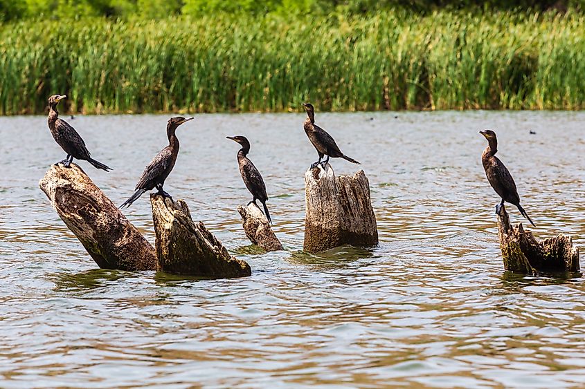 Cormorants sitting on exposed stumps at Patagonia Lake State Park.