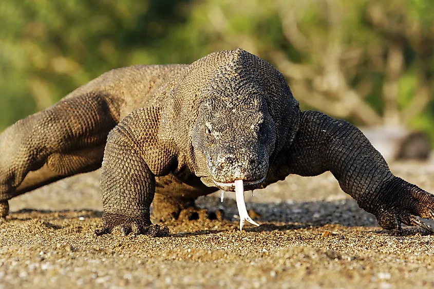 A Komodo dragon in Indonesia.