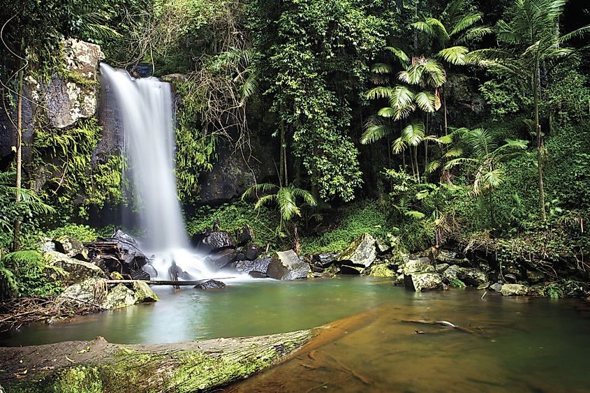 Curtis Falls in Tamborine National Park