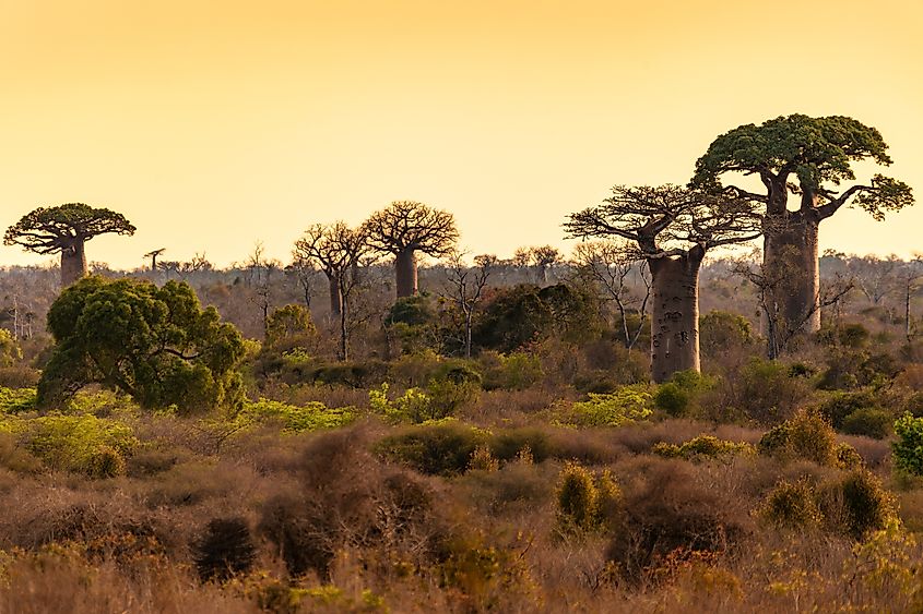 Iconic baobab trees (Adansonia grandidieri) dominate the unique landscape of the Kivalo Protected Area, Madagascar.