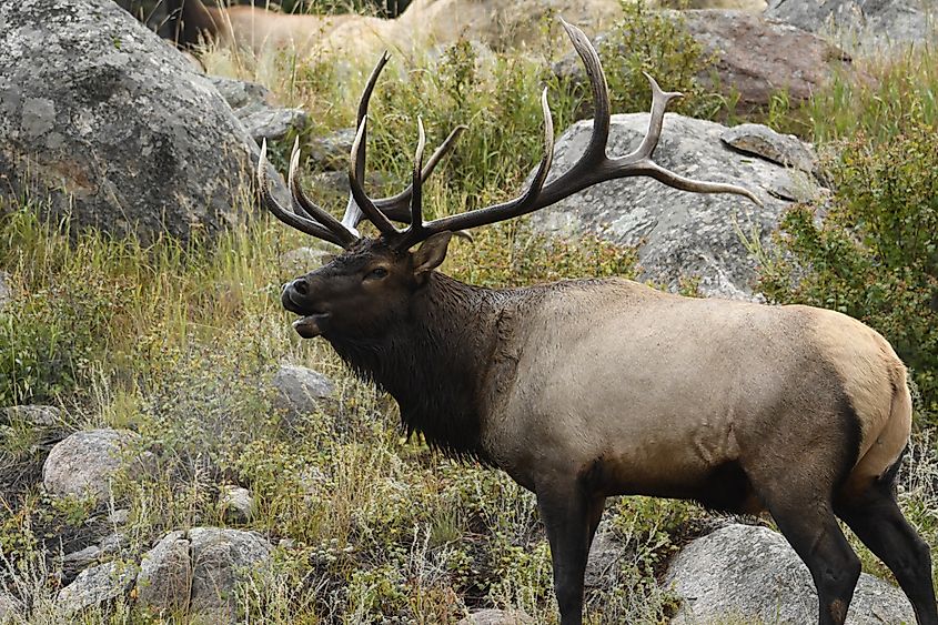 During the rut, a magnificent bull elk with large antlers can be seen and heard bugling as he defends his harem from rival bulls.