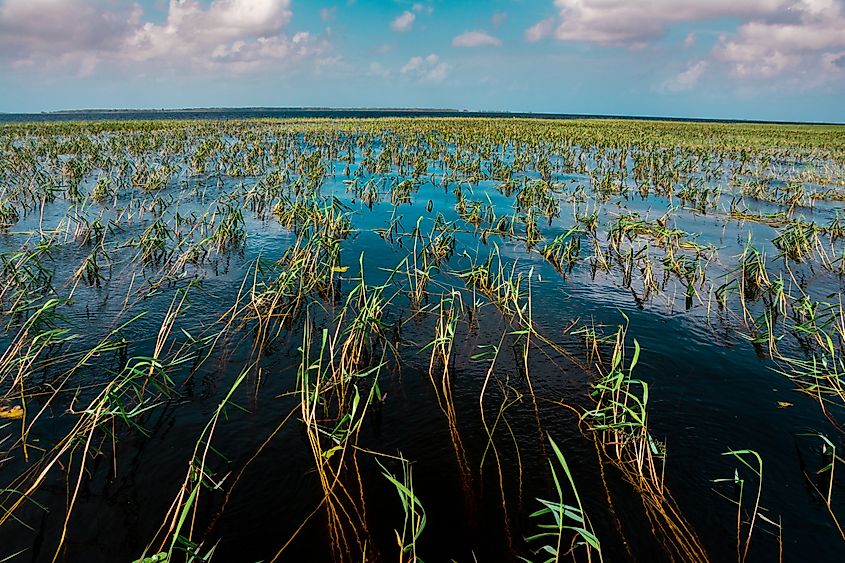 Grass on Lake Kissimmee. 