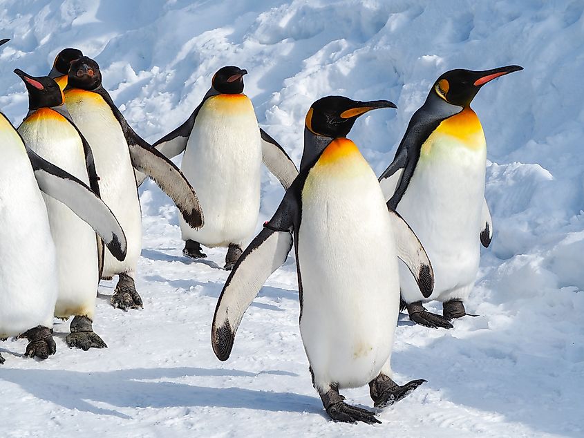 EMperor penguin.