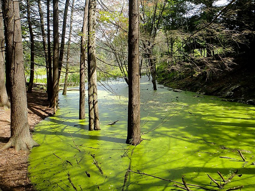 Wetlands at the Broadmoor Wildlife Sanctuary in Natick, Massachusetts