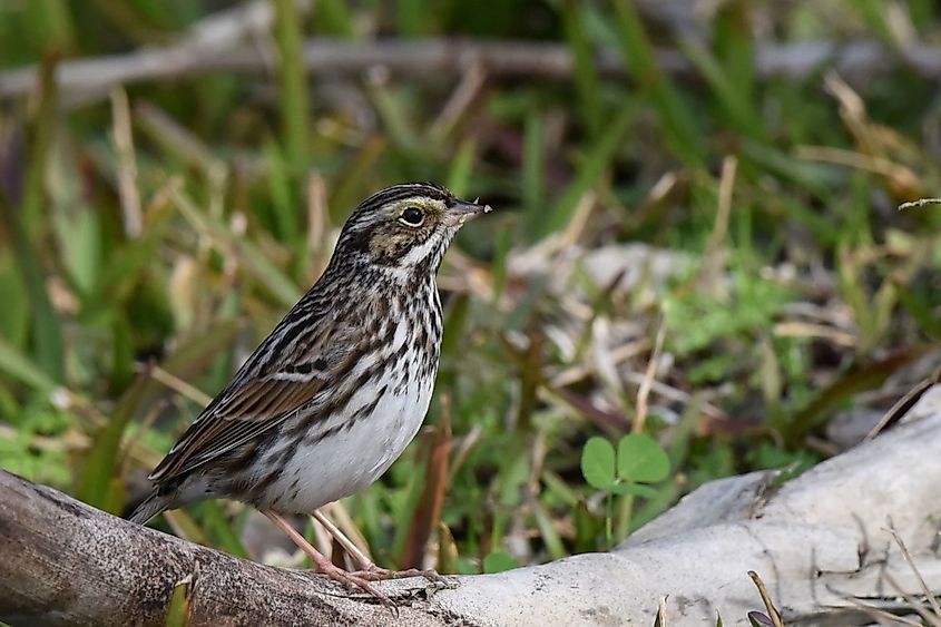 Savannah Sparrow in Apalachicola National Forest