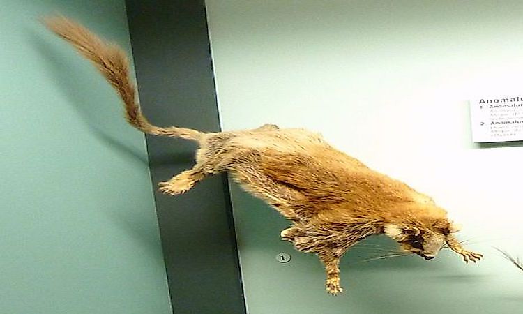 Flying And Gliding Mammals From Around The World - WorldAtlas Flying And Gliding Mammals From Around The World - WorldAtlas