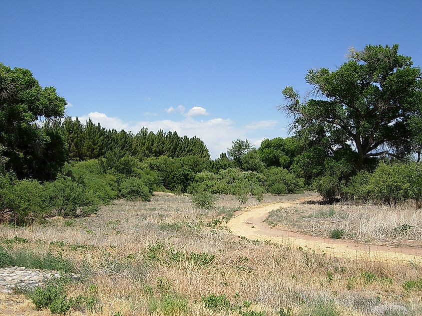 Dead Horse Ranch State Park, Cottonwood, Arizona.