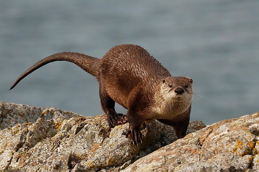 A river otter on a rock on the river bank.