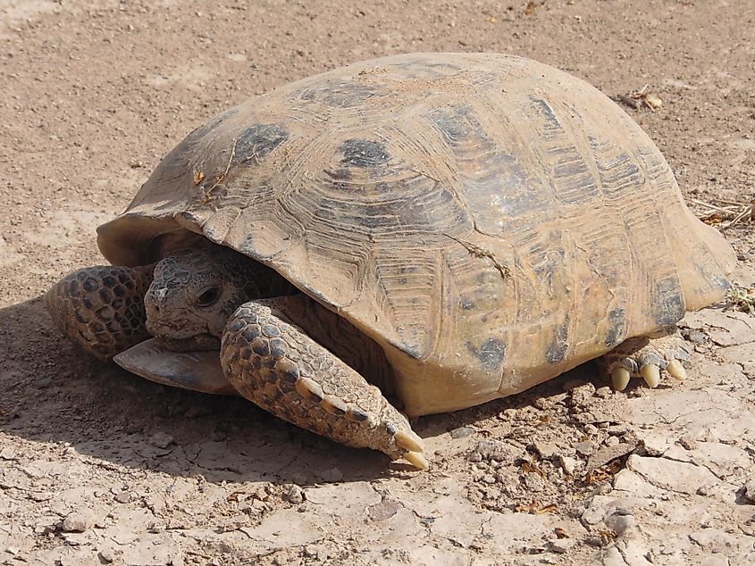 Bolson tortoise