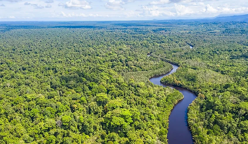 Aerial view of the Borneo rainforest.