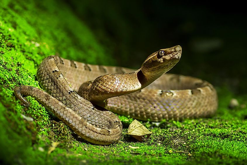  Malayan pit viper 