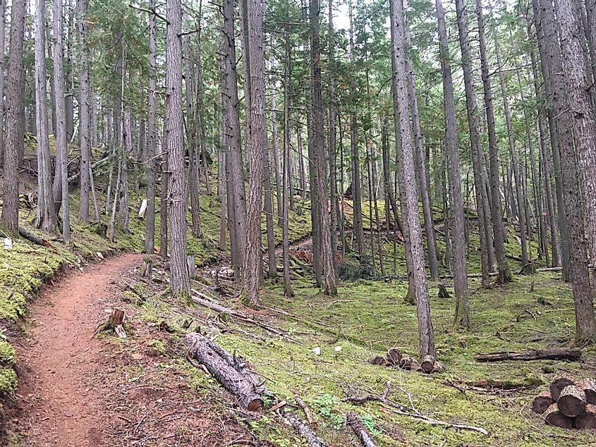 A dirt trail heads up a gradual hill in a tranquil forest. 