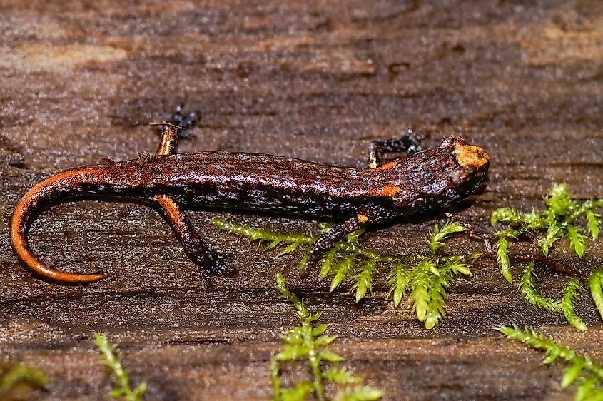 A juvenile wandering salamander from the Avenue of the Giants, California.