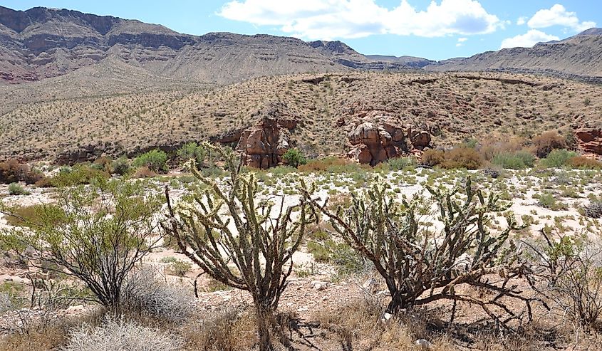 Looking out over the Moapa Valley in Nevada.