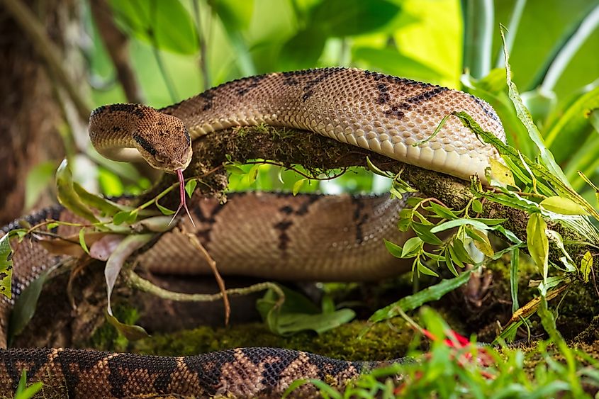 Central american bushmaster - Lachesis stenophrys is a venomous pit viper species endemic to Central America. (Credit: Miroslav Srb via Shutterstock)
