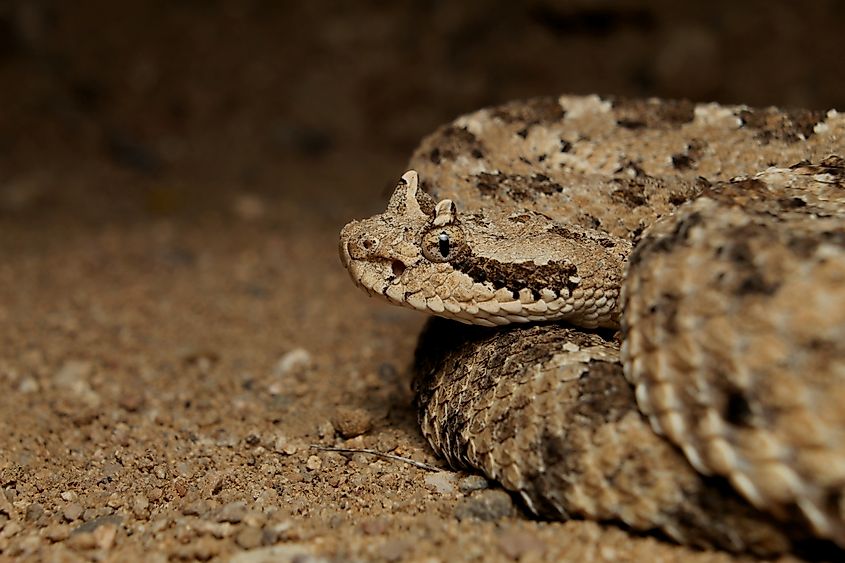 Sidewinder rattlesnake (Crotalus cerastes).