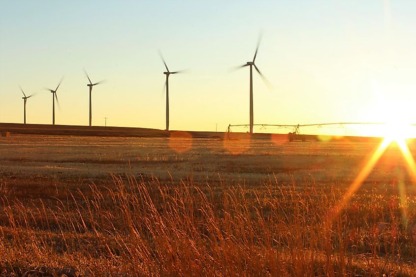 Windmills in wheat field outside of Burley.