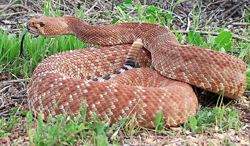 Red Diamond Rattlesnake (crotalus ruber)