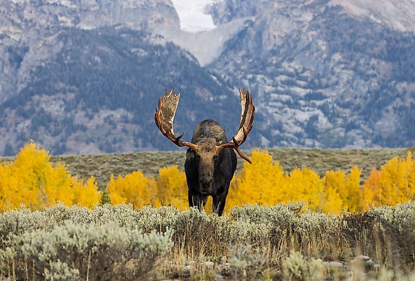 A bull moose during the rut in Grand Teton National Park, Wyoming.