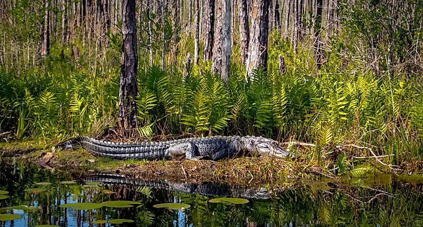 American Alligator fourteen foot on edge of canal at Okefenokee Swamp, Folkston, Georgia.
