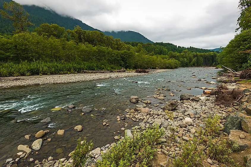 The restored Elwha River flowing through Olympic National Park.