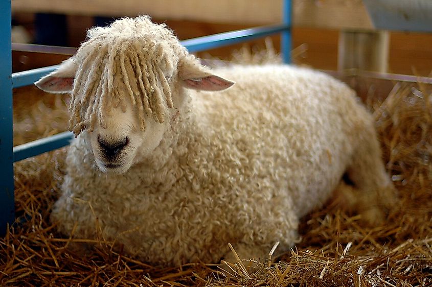 A sheep at the Maryland Sheep and Wool Festival