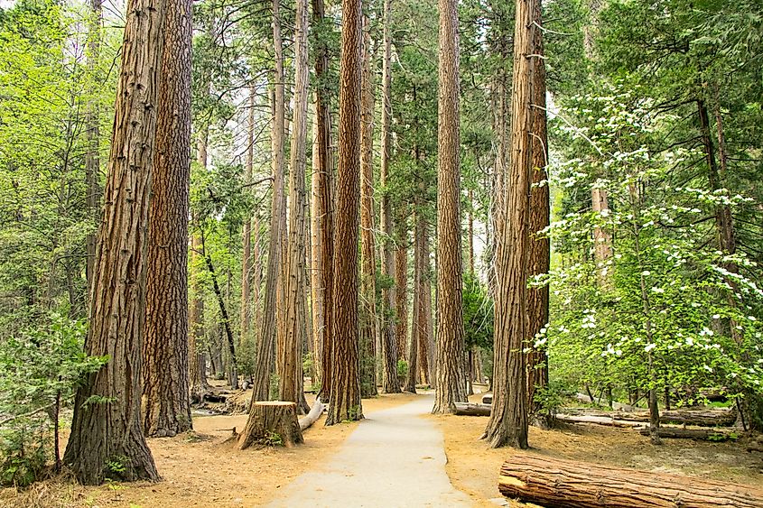 Trail Through Redwoods in Humboldt Redwoods State Park