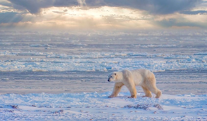 A lone adult polar bear (Ursus maritimus) walks along the edge of Hudson Bay at sunrise, as he waits for the water to freeze for the winter. Churchill, Manitoba, Canada.
