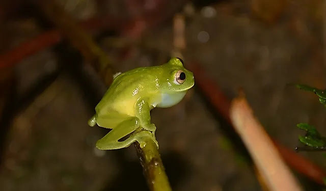 Magdalena Giant Glass Frog on a branch.