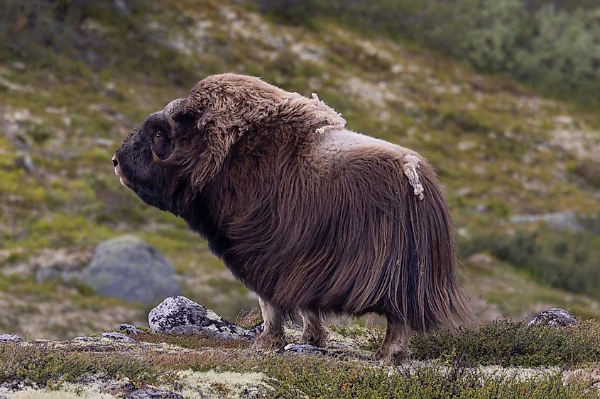 Musk Ox in the Yukon, Canada. Via Shutterstock, Runaway Phill.