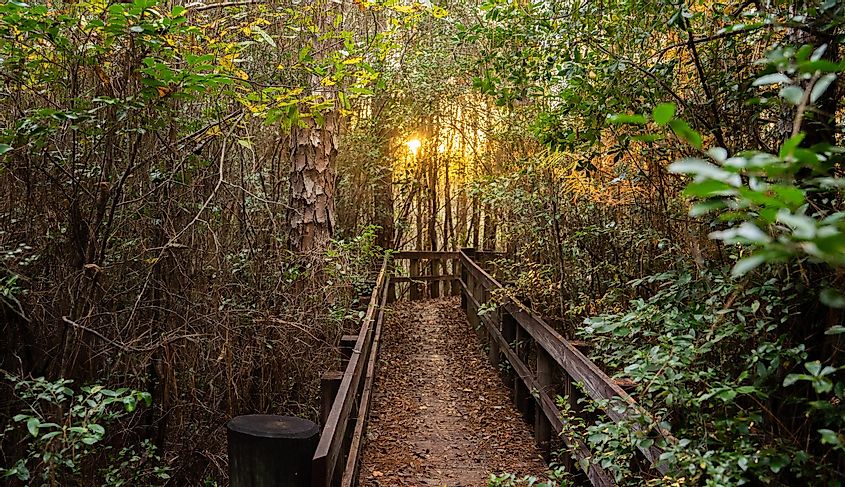 A trail through the dense foliage in the Blackwater River State Park.
