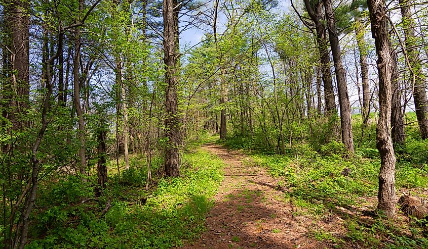 trees and pathways through the forest in spring in Johnson Sauk State Park, Illinois