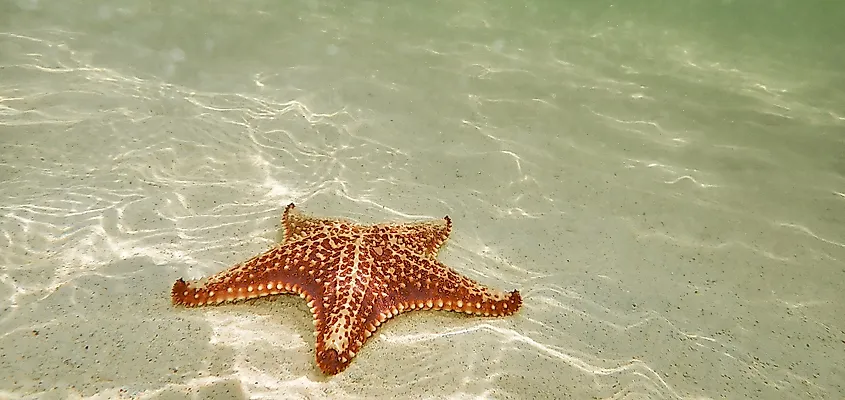 Red Cushion starfish
