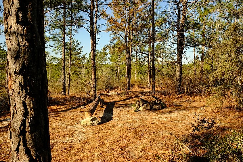 Pine and hardwood forest in Kisatchie National Forest, Louisiana.
