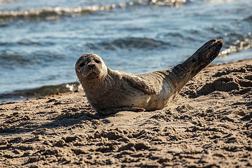 A seal on a beach of the Kattegat Bay.