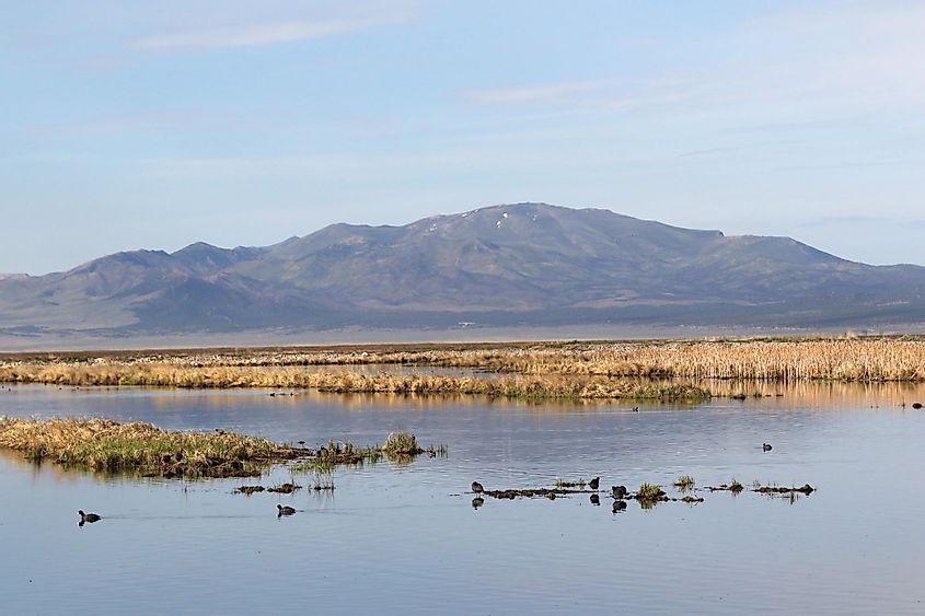 Birds in Ruby Lake National Wildlife Refuge, Nevada