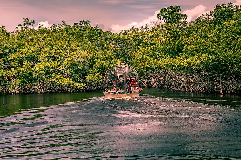 Mangroves florida