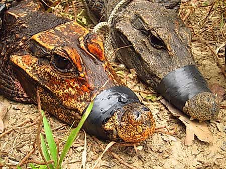 Orange cave-dwelling dwarf crocodile next to a "normal" aboveground individual in Gabon.