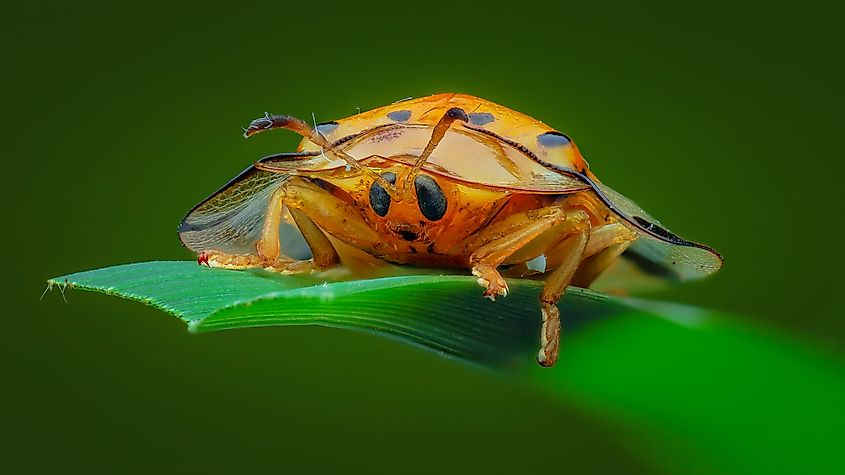Close up shot of a golden tortoise beetle.