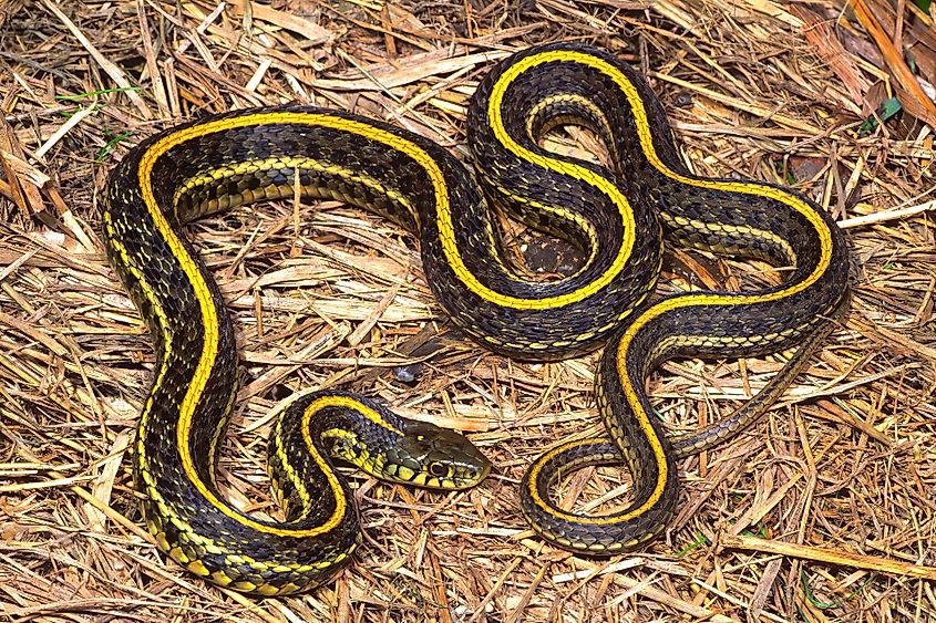 An Eastern Plains Gartersnake, Thamnophis radix radix, on grassland litter.