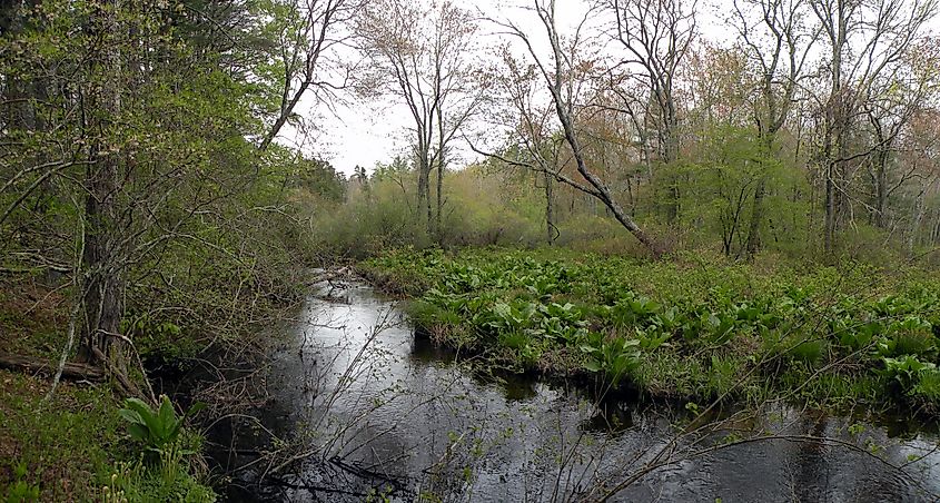 Natural space West Greenwich, Rhode Island.