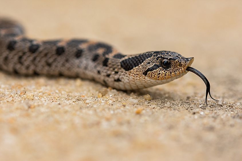 Young Southern Hognose Snake On Sand Road.
