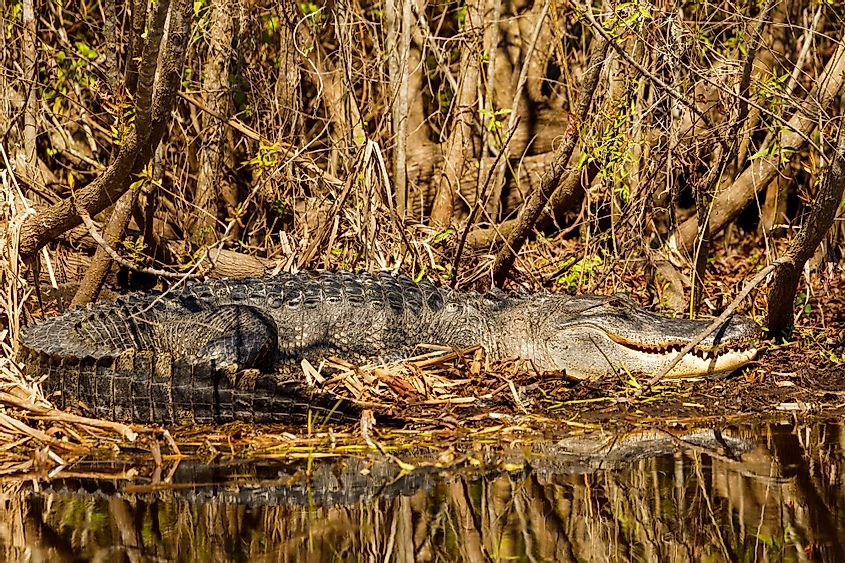 American Alligator basking in sunlight on a cool autumn day in Lake Apopka Wildlife Drive, Lake Apopka Loop Trail, Apopka, Florida