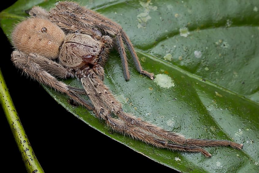 The legspan on the Giant Huntsman spider can reach up to one foot in length.