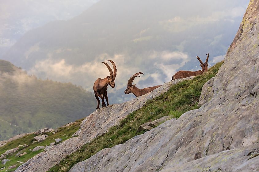 Ibex on Mont Blanc