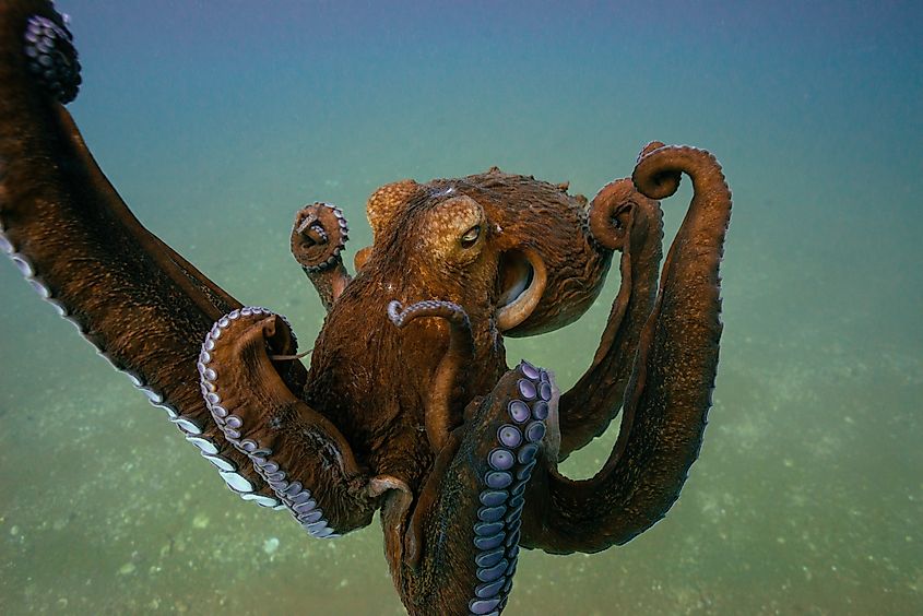 Giant Pacific octopus underwater.
