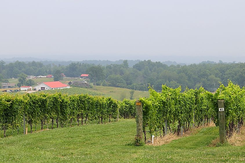 Raffaldini Vineyards in Ronda, North Carolina, a short drive away from Elkin.