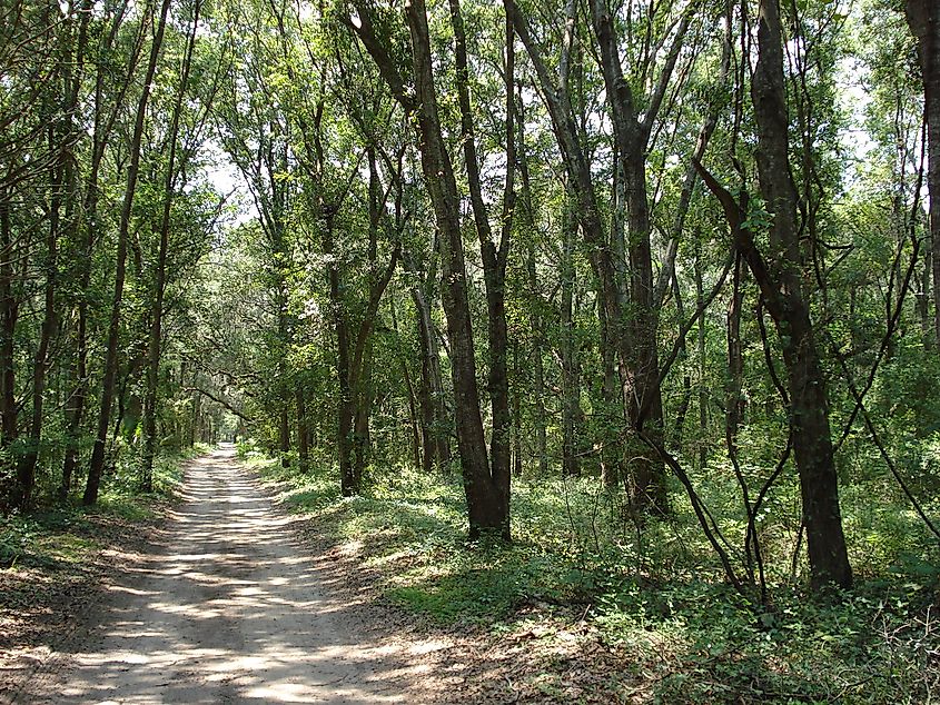 A path through the woods in St. Helena Island, South Carolina.