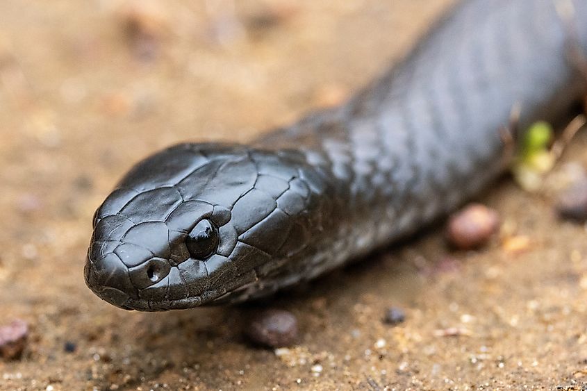 Close-up of a black tiger snake.