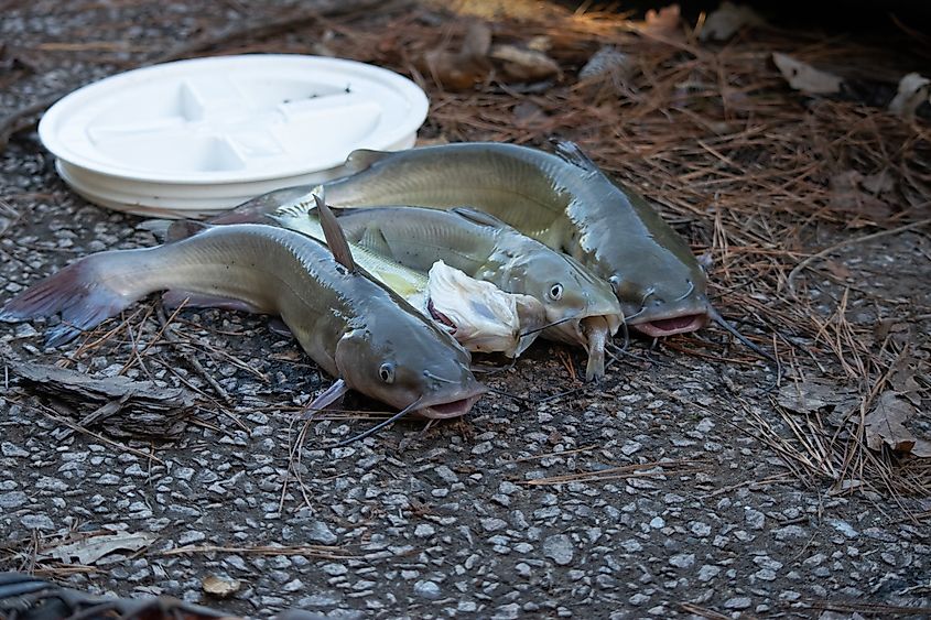 Catfish fishing day - Autumn in North Carolina